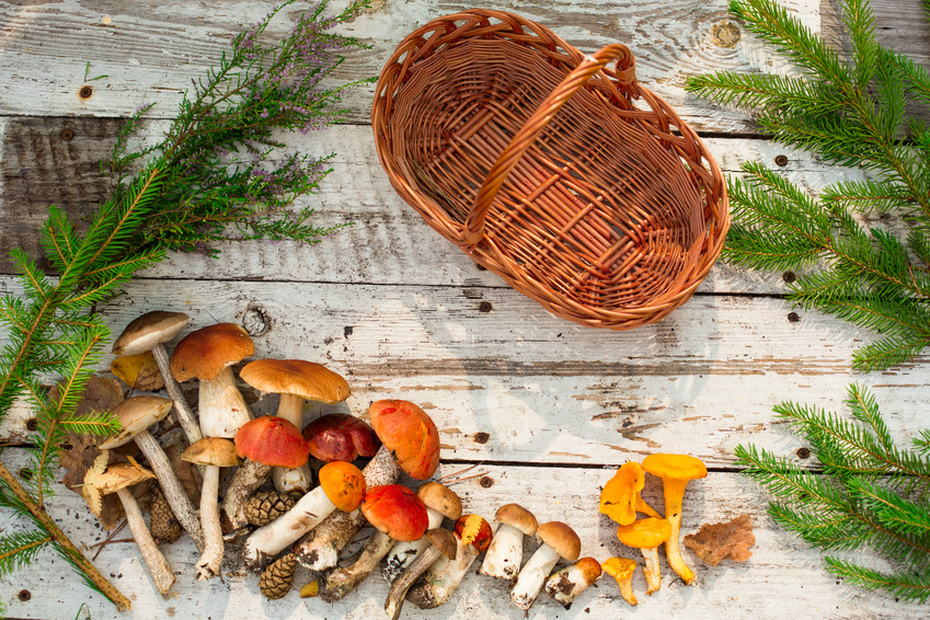 champignon en bois