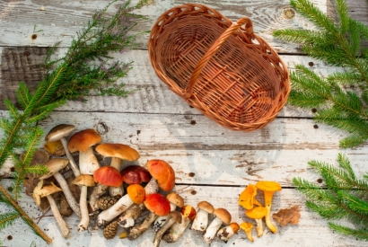 Le champignon en bois s’invite sur votre table 